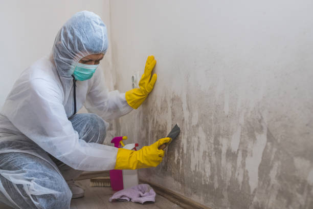 Mold Removal Process in Wentworth, NC